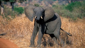 84067921Ruaha_National_Park_017
