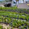 8424566597705877agrotema_19_12_2017