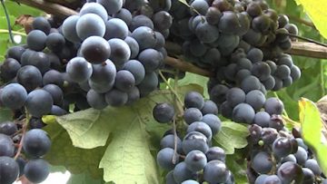 84250758Agrotema_12_06_2018
