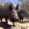 84974683pigs_wild