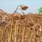 85109519sunflower-harvest