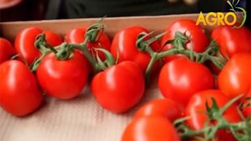 85213281tomatoes