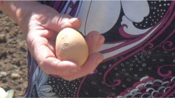 85237662egg