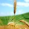 85413818wheat-policy-Pakistan