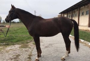 85413946horse-pic-8006-1