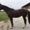 85413946horse-pic-8006-1