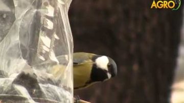856674859684248BDZP_birds