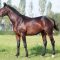 85707441EastBulgarian2