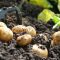 8596011368528696-dug-potatoes-ck