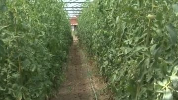 86194060agrotema