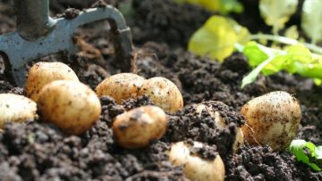 86303459potatoes_1
