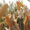 8634372monsanto_dekalb