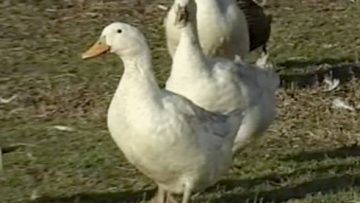 8666155patitsi_guski_porodi