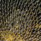 86771740sunflwoer_seeds