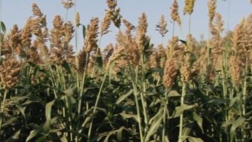 86802076sorgo