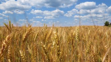 Ripe wheat