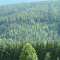 87218575forest