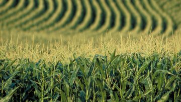87590648Corn_field