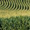 87590648Corn_field