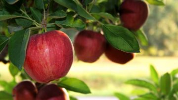 8804472apples