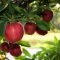 8804472apples