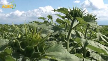 88705104sunflower_caussade_semeces