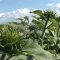 88705104sunflower_caussade_semeces