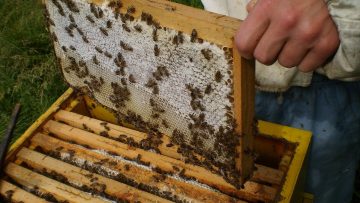 8910929bee_hive_Bliok