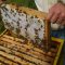 8910929bee_hive_Bliok