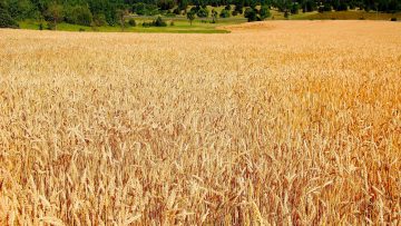 89527816winterwheat