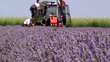 89710678lavender2
