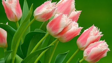 89865277tulips