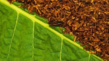 90109230tobacco2