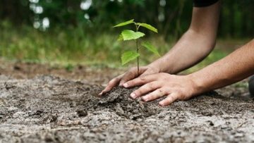 90320798planting