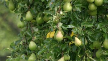 90354562Pear_Trees