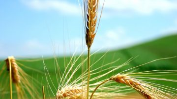 9080585wheat-policy-Pakistan