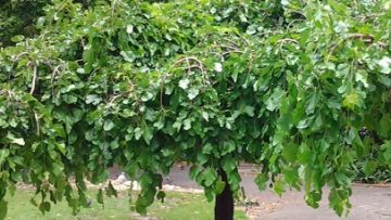 91211729morus-white-mulberry-1