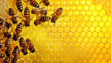 92785328bee5