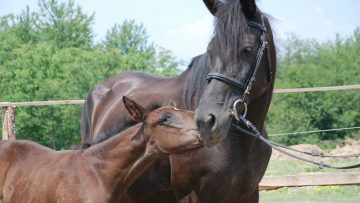 94020279dunavski-kon-001