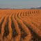 94206371soy-field