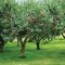 94854907heirloom-orchard-apple-trees