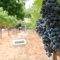 95498438grape2