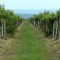 95595724grapewine