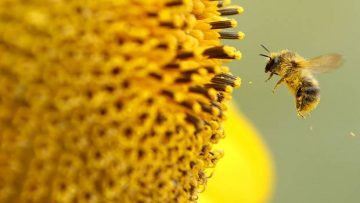 95734504pesticides-afp