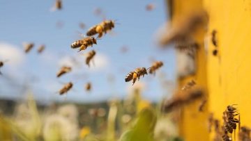 95764339Honey_Bees