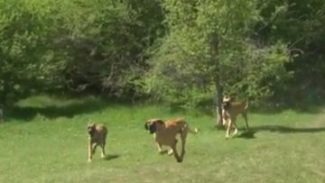 96049748dogs