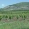96785770chereshi-masivi-G