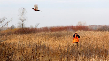 96957327birdhunt