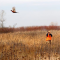 96957327birdhunt