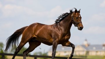 97186109Ghostzapper-Thoroughbred-Stallion-wallpaper